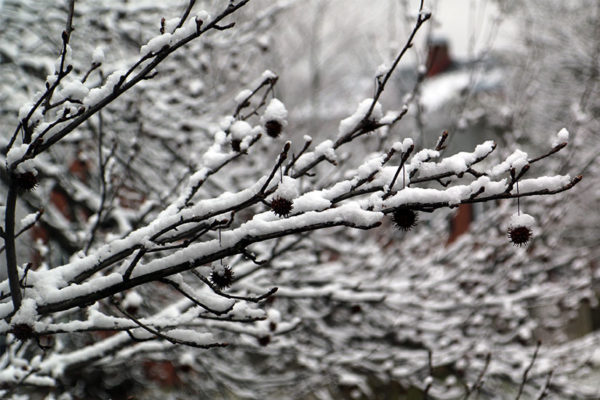 Snow-covered branches in Fairlington