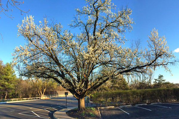 Tree in bloom in Fairlington