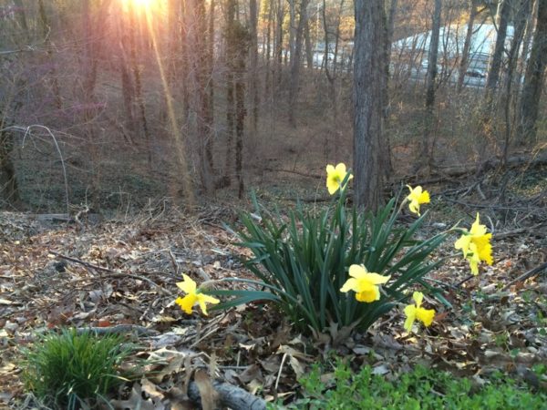 Daffodils on the edge of a patch of woods in Fairlinton