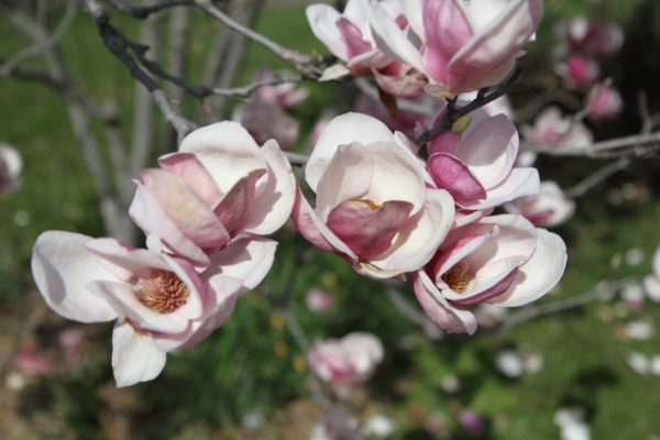 Spring in bloom in Rosslyn