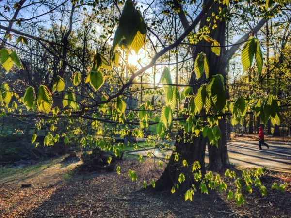 Leaves in Glencarlyn Park (Flickr pool photo by Dennis Dimick)