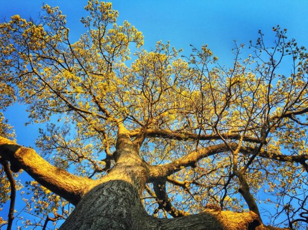 Tree looking up at a beautiful day (Flickr pool photo by Dennis Dimick)