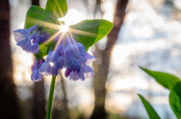 Bluebells (Flickr pool photo by Erinn Shirley)