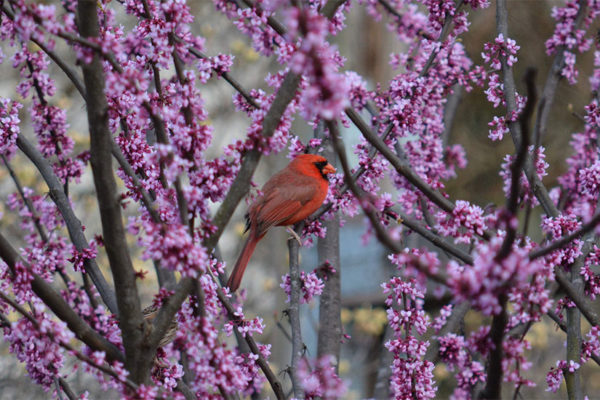 Cardinal in the spring in Bon Air Park (Flickr pool photo by Airamangel)