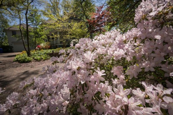 Home in bloom (Flickr pool photo by Kevin Wolf)