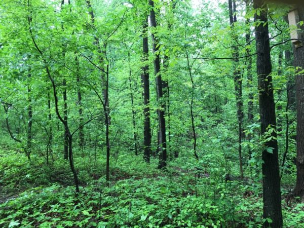 Long Branch Nature Center woods (Flickr pool photo by James L.)