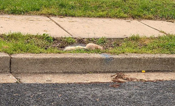 White squirrel spotted in the Columbia Heights neighborhood (photo courtesy Joan O'Keefe)