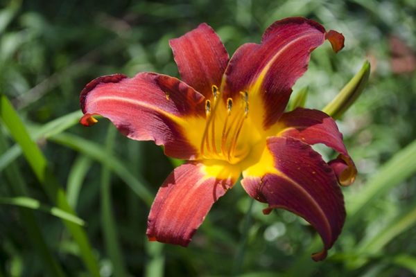 Flower in Rosslyn