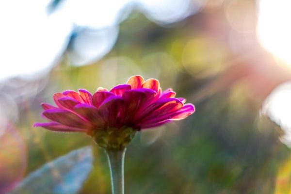 Ziina flower in the Four Mile Run community gardens (Flickr pool photo by Erinn Shirley)