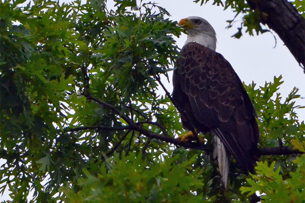 Bald eagle spotted on N. Park Drive on July 4, 2016 (photo courtesy Paul Fiorino)