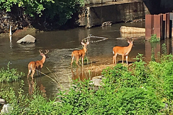 Deer in Four Mile Run (photo courtesy B. Heather)