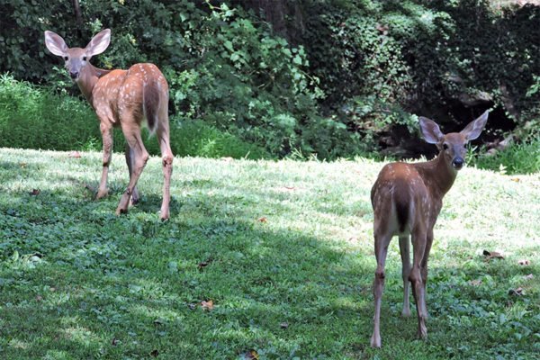 Deer on 41st Street N. (Flickr pool photo by Alan Kotok)