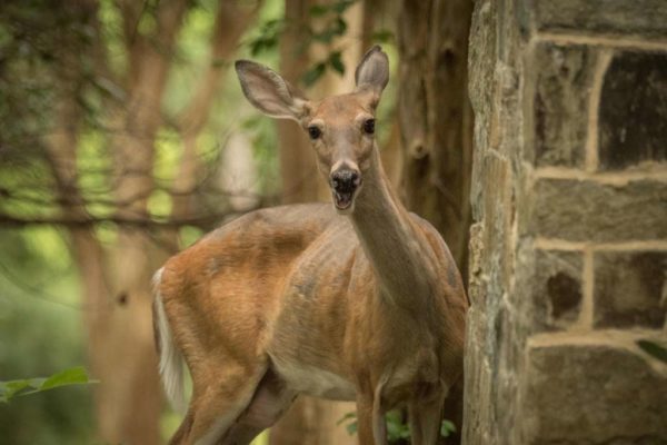 Smiling backyard deer (Flickr pool photo by Wolfkann)