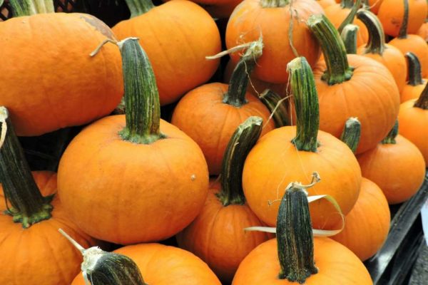 Pumpkins at the Columbia Pike farmers market (Flickr pool photo by Alan Kotok)