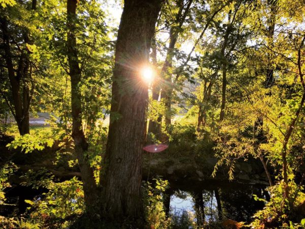 Sunlight in Bluemont Park (Flickr pool photo by Dennis Dimick)