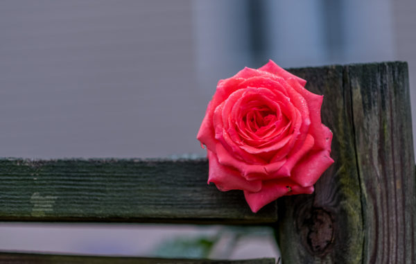 September rose (Flickr pool photo by Erinn Shirley)