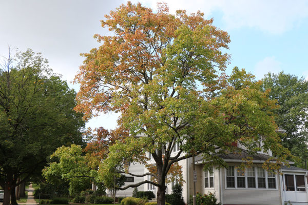 Tree near Clarendon (photo by Samantha Moore)