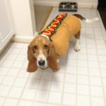 Penny the hot dog