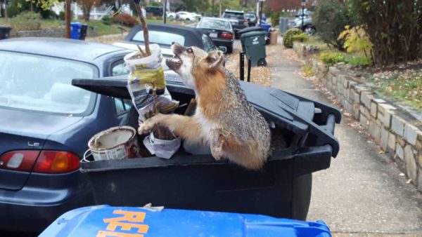 Unusual trash day items (Photo courtesy Peter Golkin)