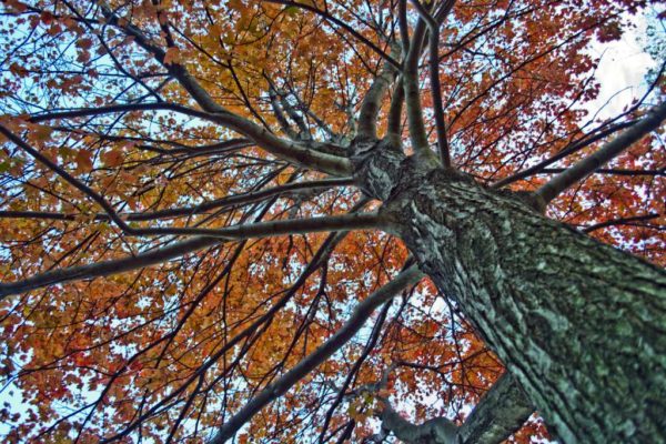 Orange leaves on a tree in autumn (Flickr pool photo by Bekah Richards)