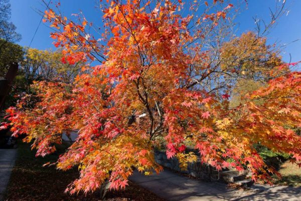 Fall leaves / follage (Flickr pool photo by Eric)