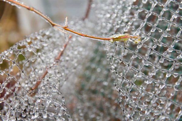 Icy fence (Flickr pool photo by Eric)