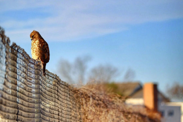 "Red-shouldered hawk" by Erinn Shirley