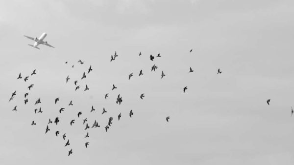 Birds and a plane (Flickr pool photo by John Sonderman)