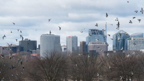 Birds and the Rosslyn skyline (Flickr pool photo by John Sonderman)