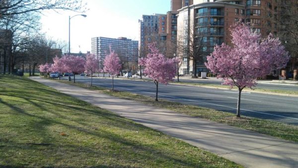 Early cherry blossom bloom in Pentagon City on 2/26/17 (photo courtesy Donna Gouse)