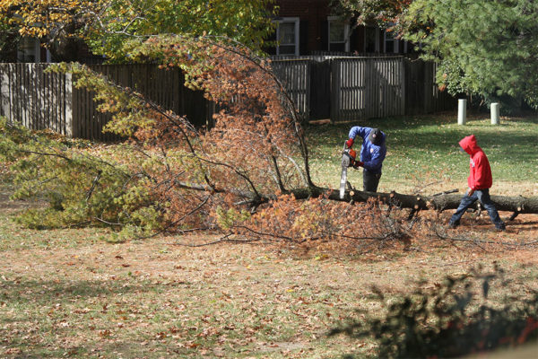 Tree cut down in Fairlington