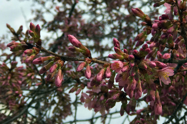 Blossoms on a tree in Arlington 2/22/17