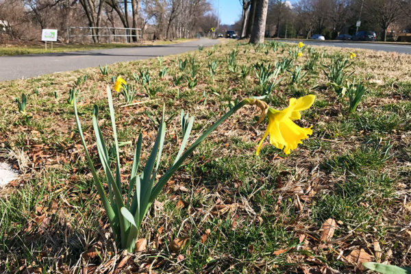 Spring in bloom along Four Mile Run on 2/23/17