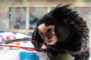 Monkey behind glass, photo via flickr user Todd Money