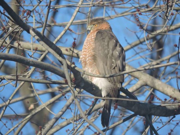 Hawk perched in tree (Flickr pool photo by Lisa Novak)