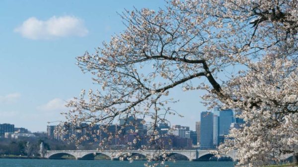 Cherry blossoms, Memorial Bridge and Rosslyn (Flickr pool photo by John Sonderman)