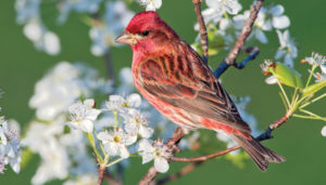 Bird - Flying Colors share image