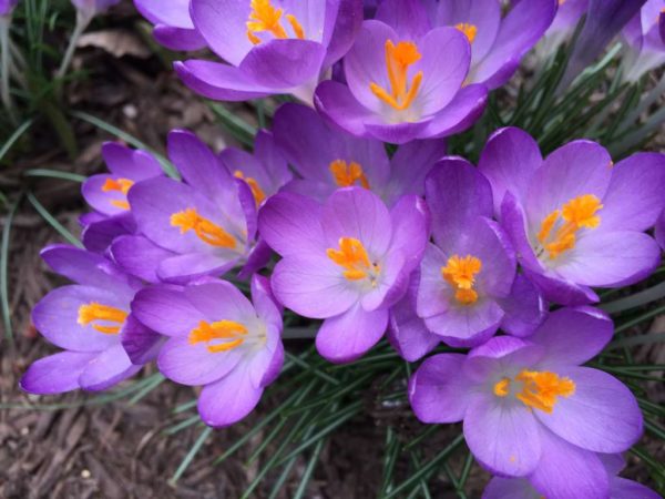 February flowers, photo via Flickr/Lisa Novak