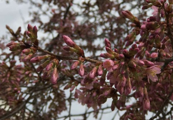 Cherry blossoms