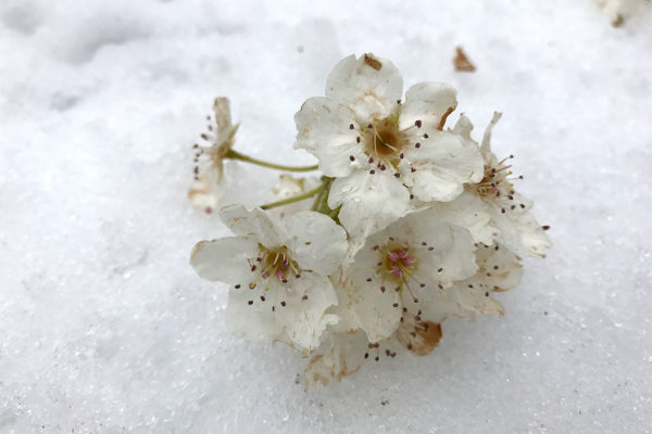 Blooms on ice