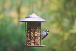 Bird Feeder