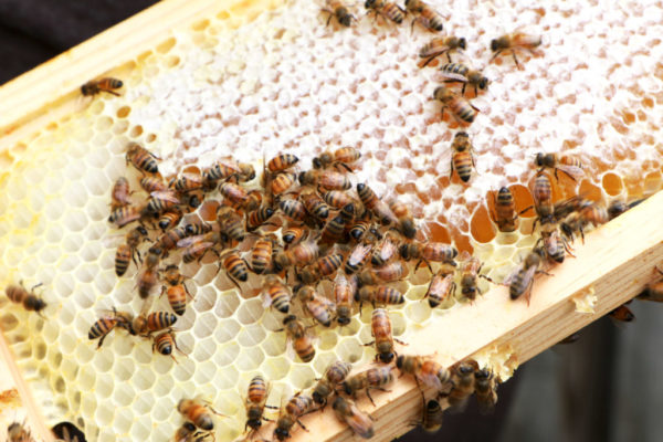 Brad Garmon is hoping to contract with homeowners and businesses who want a bee hive on their property 