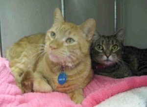 Cats up for adoption at the Animal Welfare League of Arlington