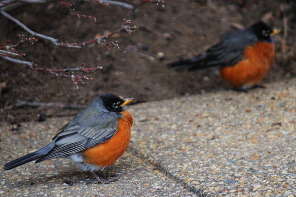 Signs of spring