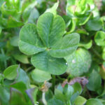 Four-leaf_clover