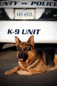 ACPD K-9 Dutch