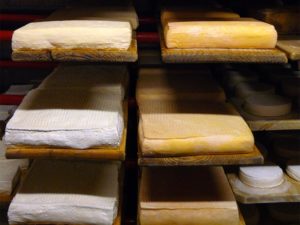 Cheesemaking (photo by Katie Carter)