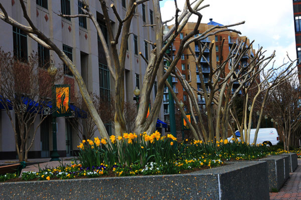 Bare trees in Ballston