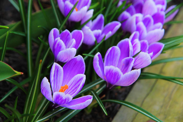 Crocuses in north Arlington