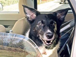 Dog in a car (photo by Terry Haas)